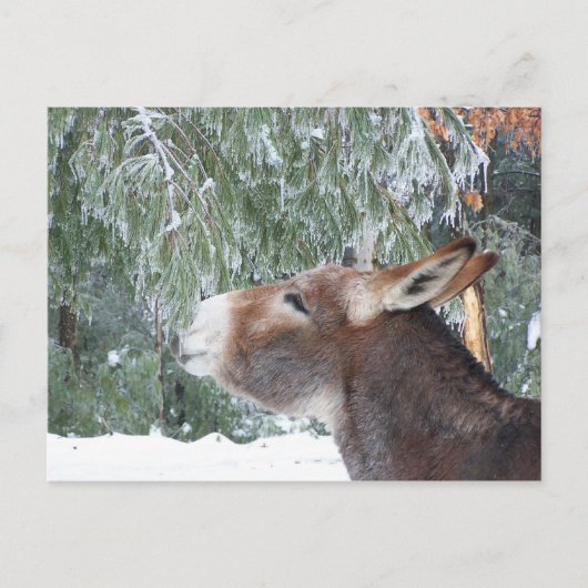Donkey Holiday Briefkaart (Voorkant)