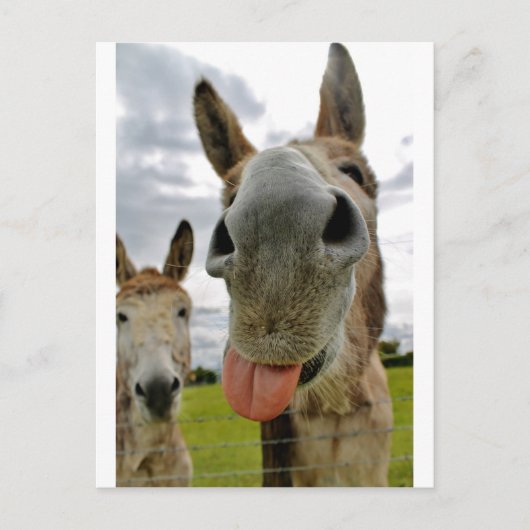 Donkey Humor Briefkaart (Voorkant)