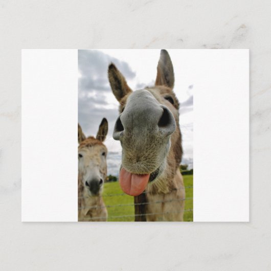 Donkey Humor Briefkaart (Voorkant)
