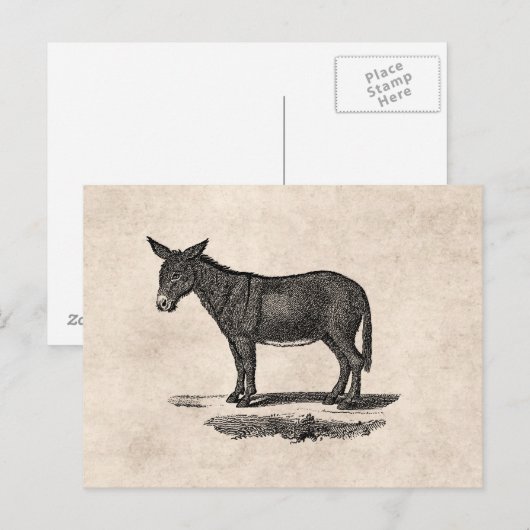  Donkey Illustration - Donkeys 1800 Briefkaart (Voorkant / Achterkant)