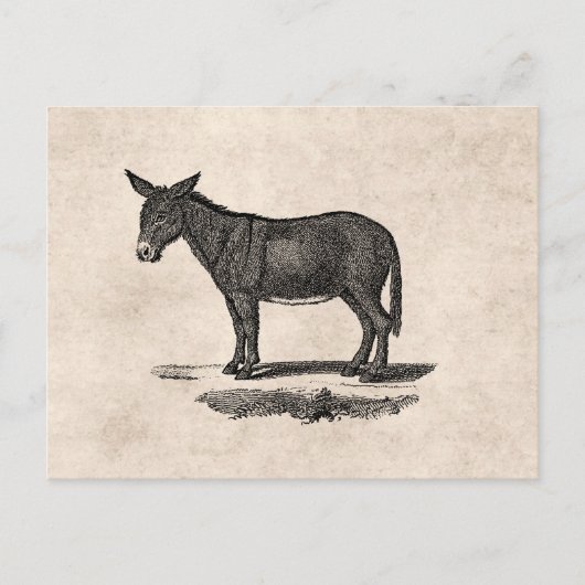  Donkey Illustration - Donkeys 1800 Briefkaart (Voorkant)