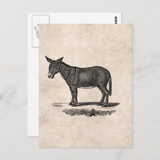  Donkey Illustration - Donkeys 1800 Briefkaart (Voorkant / Achterkant)