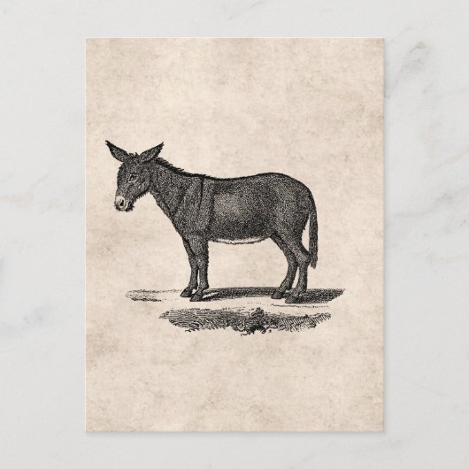  Donkey Illustration - Donkeys 1800 Briefkaart (Voorkant)