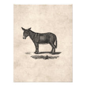  Donkey Illustration - Donkeys 1800 Foto Afdruk (Voorkant)