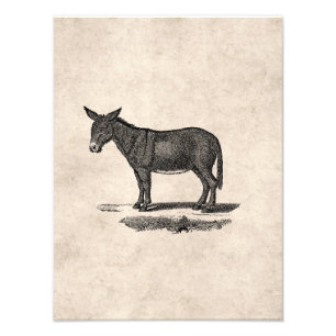 Donkey Illustration - Donkeys 1800 Foto Afdruk