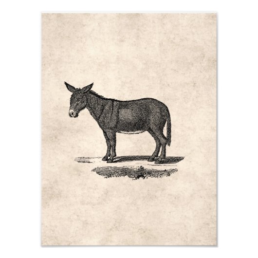  Donkey Illustration - Donkeys 1800 Foto Afdruk (Voorkant)