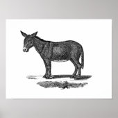 Donkey Illustration - Donkeys 1800 Poster (Voorkant)