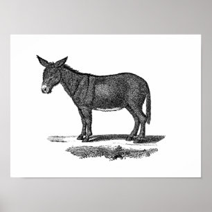 Donkey Illustration - Donkeys 1800 Poster