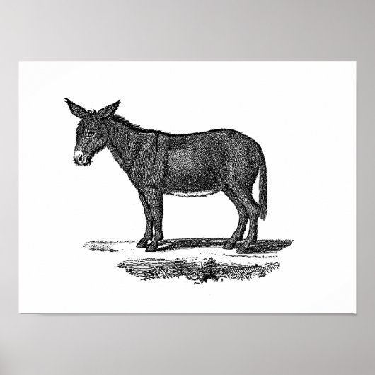 Donkey Illustration - Donkeys 1800 Poster (Voorkant)