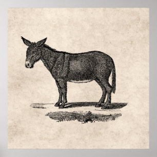 Donkey Illustration - Donkeys 1800 Poster