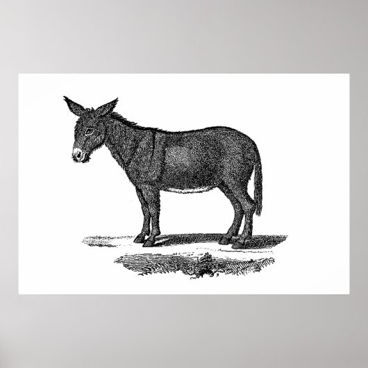  Donkey Illustration - Donkeys 1800 Poster (Voorkant)