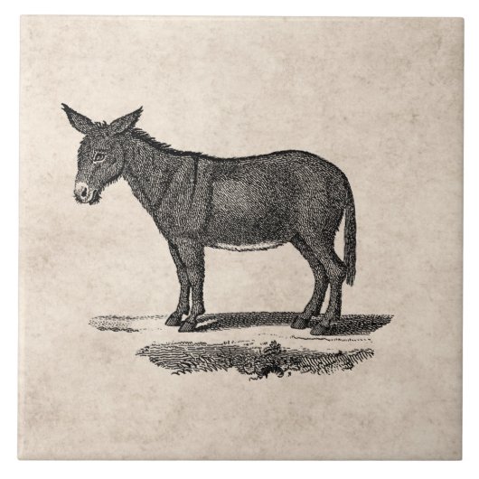  Donkey Illustration - Donkeys 1800 Tegeltje (Voorkant)