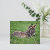 Donkey in de gras briefkaart (Staand voorkant)