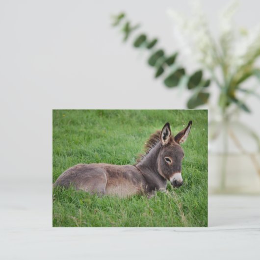 Donkey in de gras briefkaart (Staand voorkant)