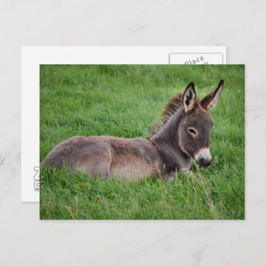 Donkey in de gras briefkaart (Voorkant / Achterkant)