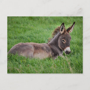 Donkey in de gras briefkaart