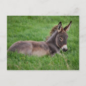 Donkey in de gras briefkaart (Voorkant)