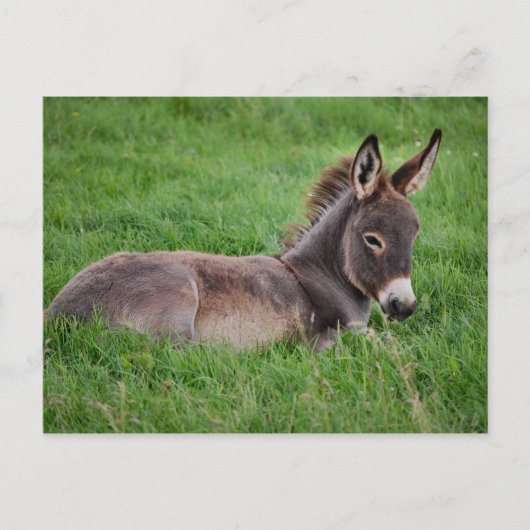 Donkey in de gras briefkaart (Voorkant)