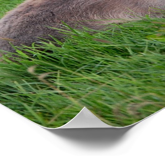 Donkey in de gras poster (Hoek)