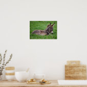 Donkey in de gras poster (Keuken)