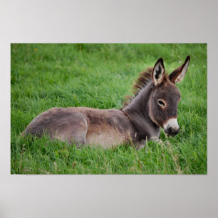 Donkey in de gras poster