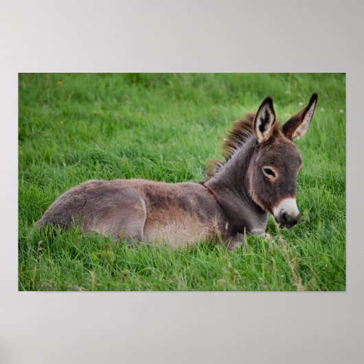 Donkey in de gras poster (Voorkant)