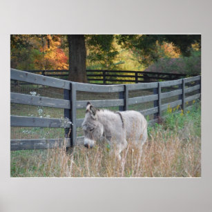 Donkey in een Autumn Field Briefkaart Poster