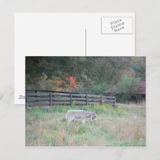 Donkey in een Herfst herfst veld. Briefkaart (Voorkant / Achterkant)