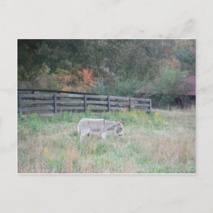 Donkey in een Herfst herfst veld. Briefkaart