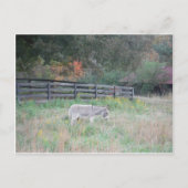 Donkey in een Herfst herfst veld. Briefkaart (Voorkant)
