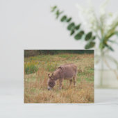 Donkey in een Herfst veld. Briefkaart (Staand voorkant)