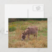 Donkey in een Herfst veld. Briefkaart (Voorkant / Achterkant)