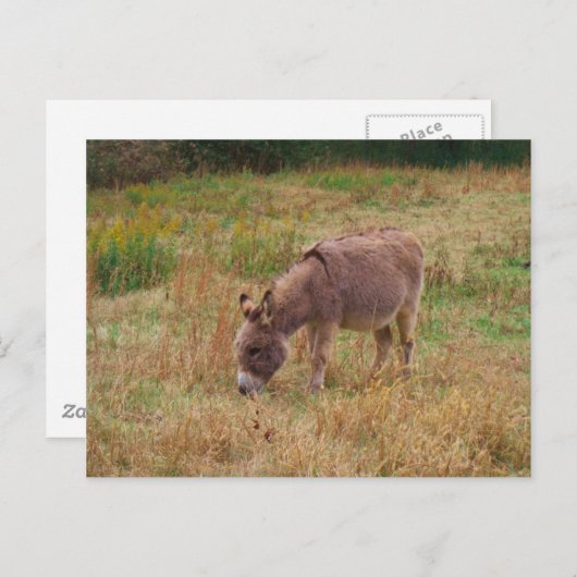 Donkey in een Herfst veld. Briefkaart (Voorkant / Achterkant)