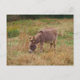 Donkey in een Herfst veld. Briefkaart
