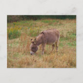 Donkey in een Herfst veld. Briefkaart (Voorkant)
