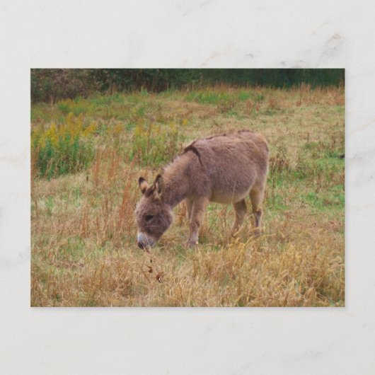 Donkey in een Herfst veld. Briefkaart (Voorkant)