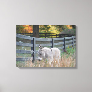 Donkey in een herfst veld canvas afdruk