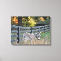 Donkey in een herfst veld