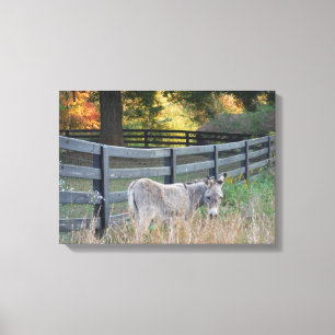 Donkey in een herfst veld canvas afdruk
