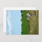 Donkey in een veld briefkaart (Voorkant / Achterkant)