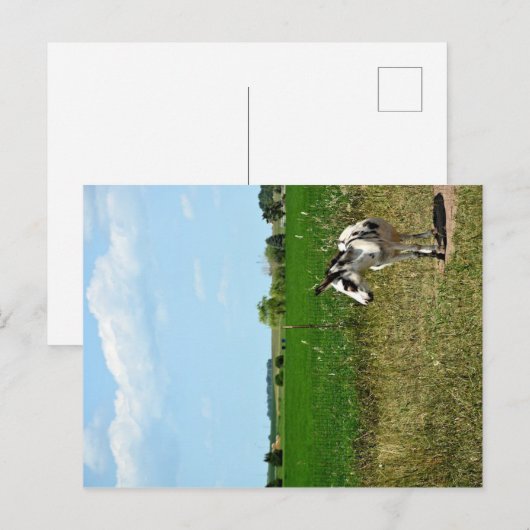 Donkey in een veld briefkaart (Voorkant / Achterkant)