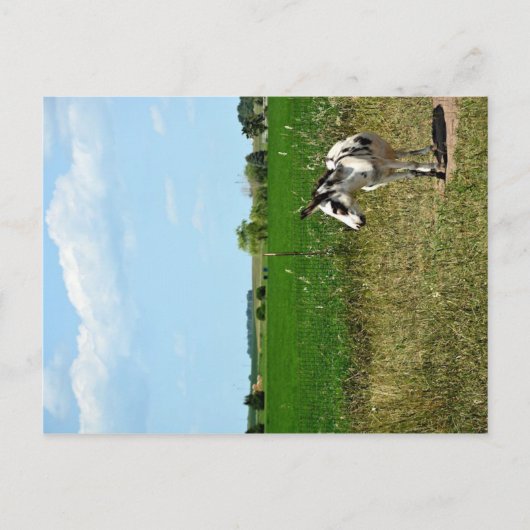 Donkey in een veld briefkaart (Voorkant)