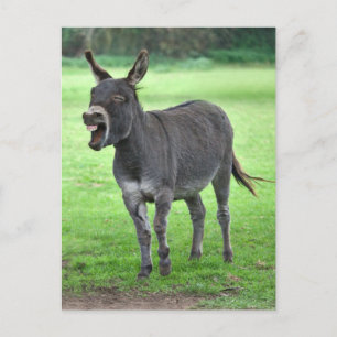Donkey Laugh Briefkaart