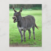 Donkey Laugh Briefkaart (Voorkant)