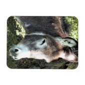 DONKEY MAGNEET (Horizontaal)