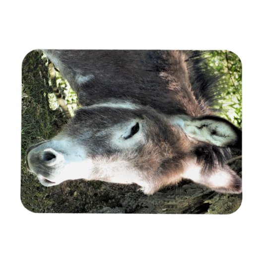 DONKEY MAGNEET (Horizontaal)