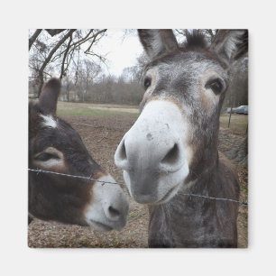 Donkey. Magneet