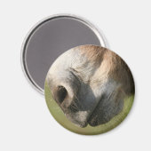 Donkey Magneet (Voorkant / Achterkant)