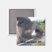 Donkey Magnet (Voorkant / Achterkant)
