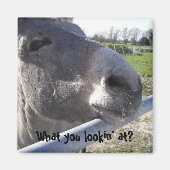 Donkey Magnet (Voorkant)